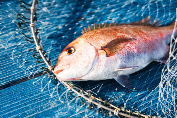 Committed to sourcing the freshest, highest quality fish. Swipe left for a  glimpse: Slide 1- Buri-Hira, Golden eye snapper & Kamasu…